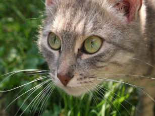 Картинка животные коты