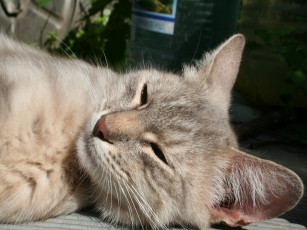 Картинка животные коты