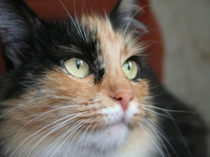 Картинка животные коты