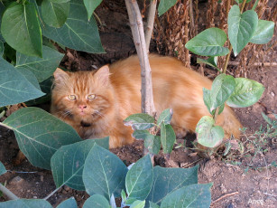 Картинка животные коты