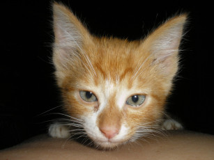 Картинка животные коты