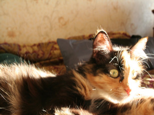 Картинка животные коты