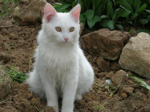 Картинка животные коты