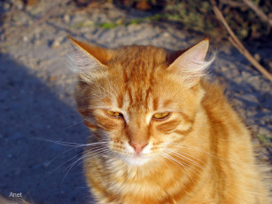 Картинка животные коты