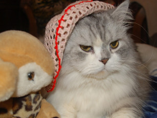 Картинка животные коты