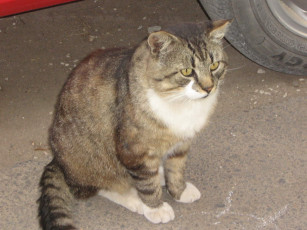 Картинка животные коты