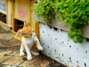 Картинка животные коты