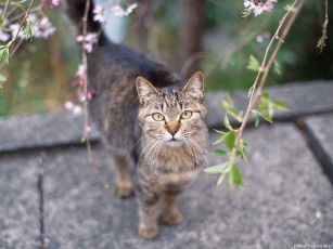 Картинка животные коты