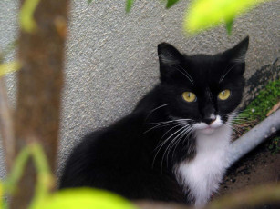 Картинка животные коты