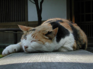 Картинка животные коты