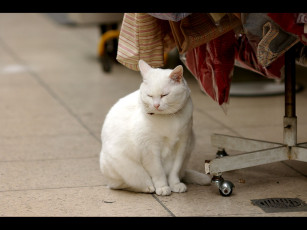 Картинка животные коты