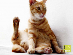 Картинка животные коты