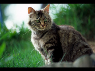 Картинка животные коты