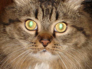 Картинка животные коты