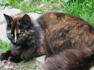 Картинка животные коты