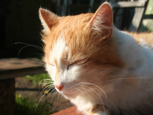 Картинка животные коты