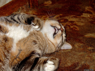 Картинка животные коты