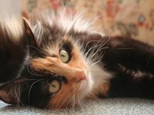 Картинка животные коты