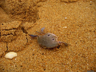 Картинка животные крабы раки