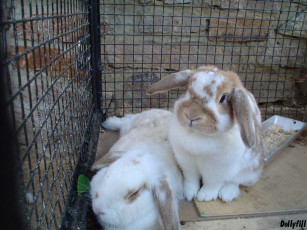 Картинка животные кролики зайцы