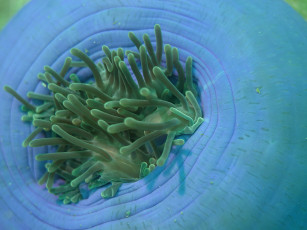 Картинка животные морская фауна