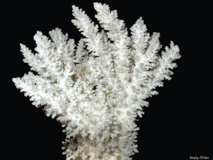 Картинка животные морская фауна