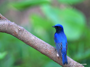 Картинка животные птицы