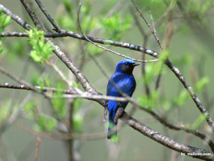 Картинка животные птицы