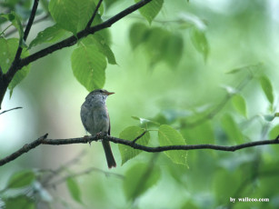 Картинка животные птицы