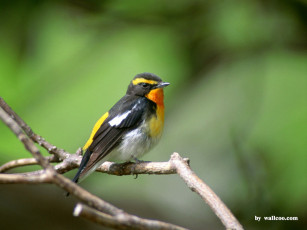 Картинка животные птицы