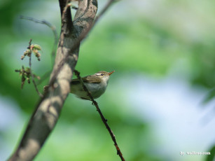 Картинка животные птицы