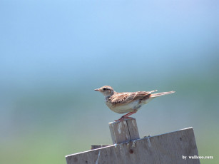 Картинка животные птицы