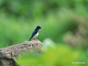 Картинка животные птицы