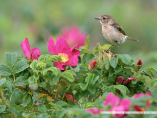 Картинка животные птицы