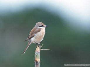 Картинка животные птицы