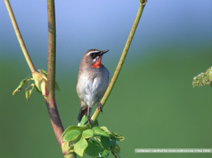 Картинка животные зарянки малиновки