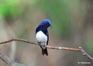 Картинка животные птицы