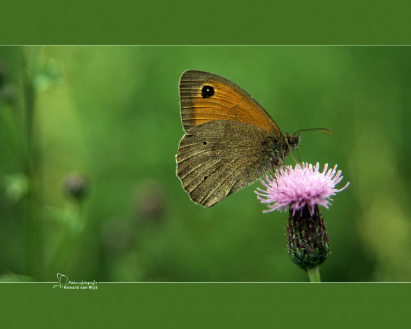 Обои картинки фото животные, бабочки