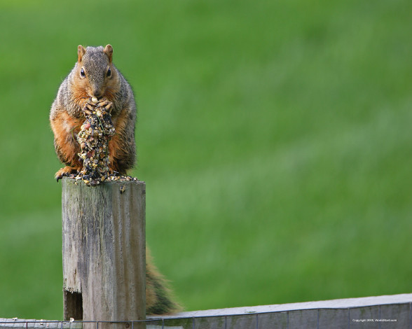 Обои картинки фото животные, белки