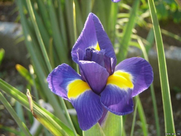 Обои картинки фото цветы, ирисы