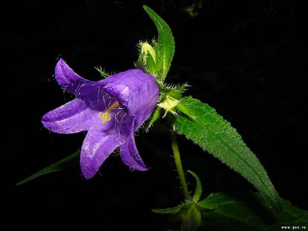 Обои картинки фото цветы, колокольчики