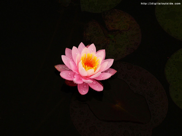 Обои картинки фото цветы, лилии, водяные, нимфеи, кувшинки