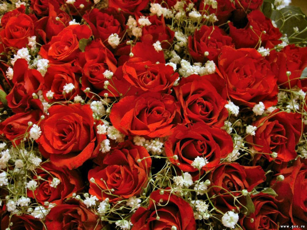 Обои картинки фото цветы, розы