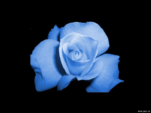 Обои картинки фото цветы, розы