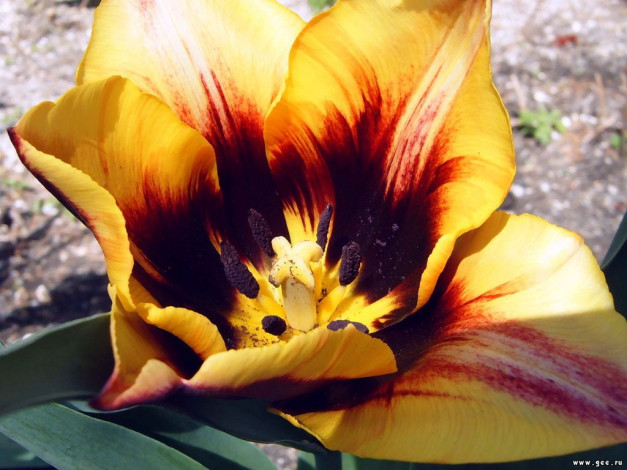 Обои картинки фото цветы, тюльпаны