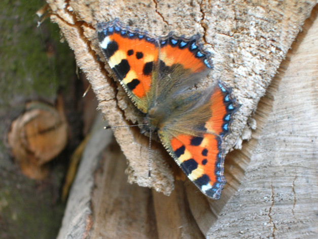 Обои картинки фото животные, бабочки