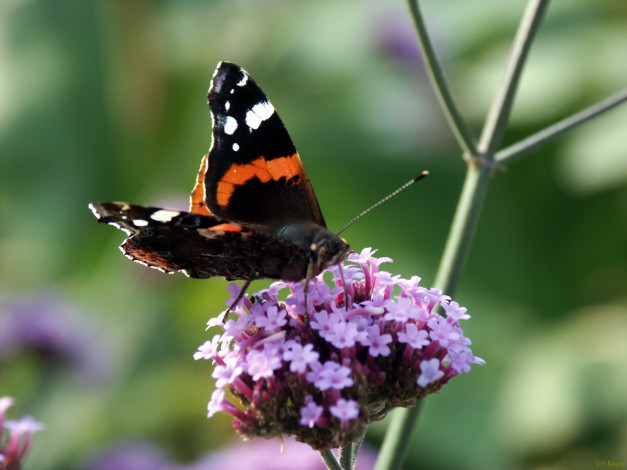 Обои картинки фото животные, бабочки