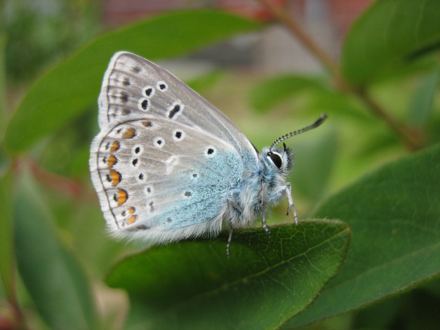 Обои картинки фото животные, бабочки