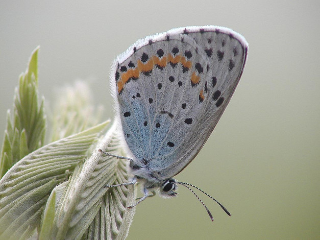 Обои картинки фото животные, бабочки