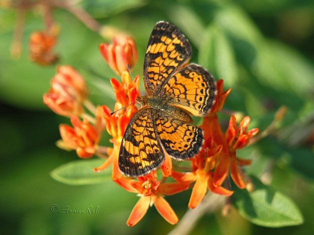 Обои картинки фото животные, бабочки